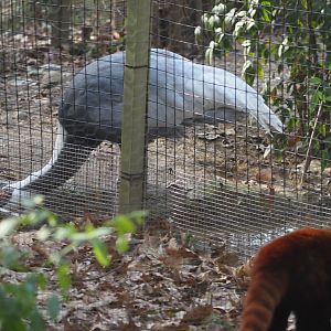 White-Named Crane & Western Red Panda