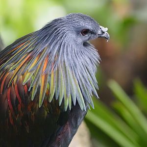 Nicobar Pigeon
