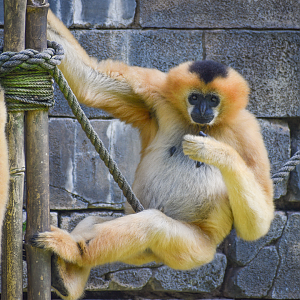 Jan. 2023 - Maharajah Jungle Trek - White-cheeked Gibbon