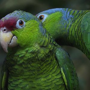 Lilac-Crowned Amazons