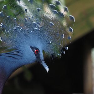 Victoria Crowned Pigeon 1