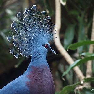 Victoria Crowned Pigeon 2