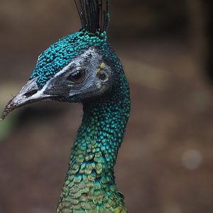 Green Peafowl