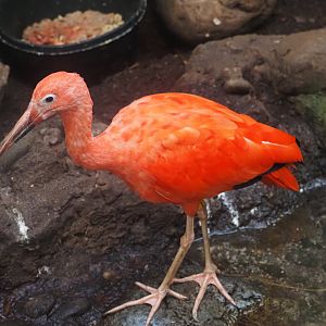 Scarlet ibis
