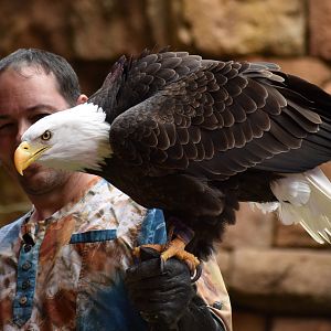 Jan. 2023 - Feathered Friends in Flight - Bald Eagle
