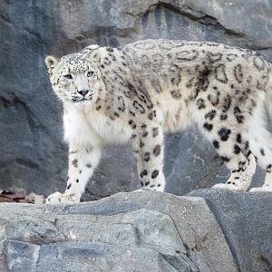 Snow Leopard 2