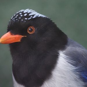 Red-Billed Blue Magpie