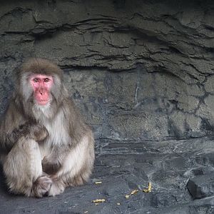 Japanese Macaque