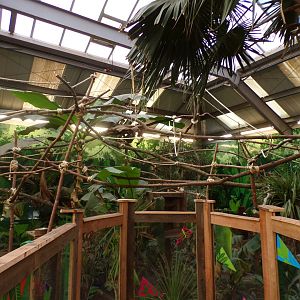 Two toed sloth enclosure