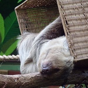 Two toed sloth