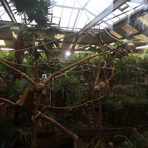 Two toed sloth enclosure