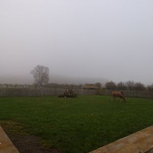 First Pere David’s deer enclosure