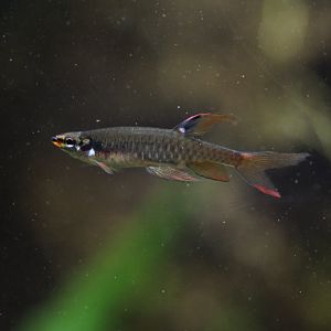 Splash tetra (Copella arnoldi)