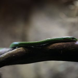 Rough green snake (Opheodrys aestivus)