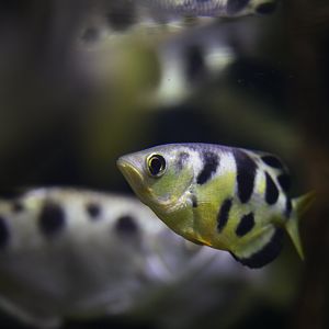 Smallscale archerfish (Toxotes microlepis)