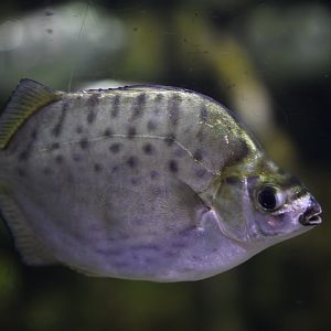 Silver scat (Selenotoca multifasciata)