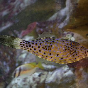Scrawled filefish (Aluterus scriptus)