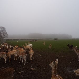 Fallow and Sika deer enclosure
