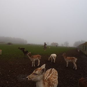 Fallow and Sika deer enclosure (2)