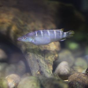 Dwarf pike cichlid (Crenicichla compressiceps)
