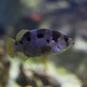 Clown Grouper (Pogonoperca punctata)