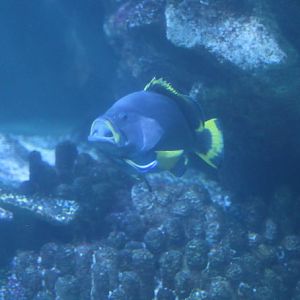 Blue and yellow grouper (Epinephelus flavocaeruleus) and the ubiquitous Labroides dimidiatus cleaner wrasse
