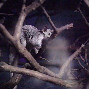 Thick-tailed greater galago (Otolemur crassicaudatus)