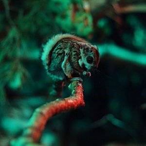 Siberian flying squirrel (Pteromys volans volans)