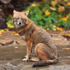 European golden jackal (Canis aureus moreotica)