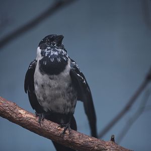 Daurian jackdaw (Coloeus dauuricus)