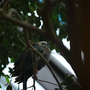 Spice imperial-pigeon (Ducula myristicivora)