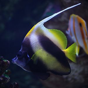 Red Sea bannerfish (Heniochus intermedius)