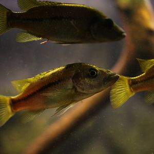Striped Barombi Mbo cichlid (Stomatepia mariae)