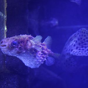 Birdbeak burrfish (Cyclichthys orbicularis)