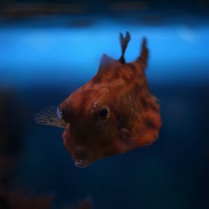 Humpback turretfish (Tetrosomus gibbosus)