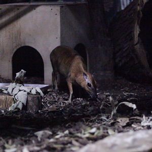Greater Indo-Malayan chevrotain (Tragulus napu)