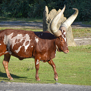 Jan. 2023 - Kilamanjaro Safaris - Ankole Cattle
