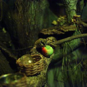 Eurasian forest dormouse (Dryomys nitedula)