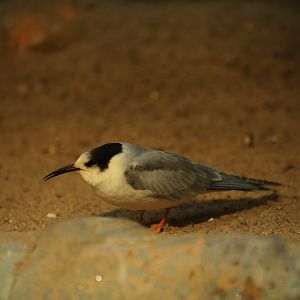 Tern sp.