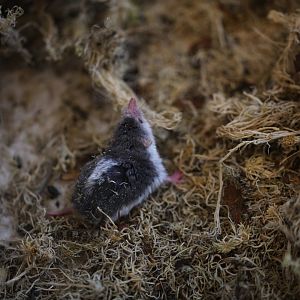 Piebald shrew (Diplomesodon pulchellum)