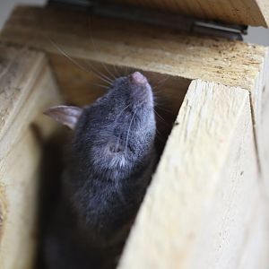 Chapa tree mouse (Typhlomys chapensis)