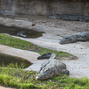 Jan. 2023 - Kilamanjaro Safaris - Nile Crocodiles