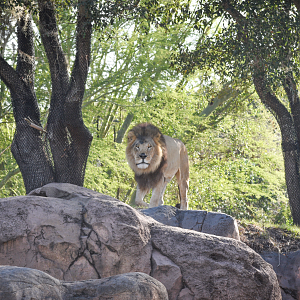 Jan. 2023 - Kilamanjaro Safaris - Dakari