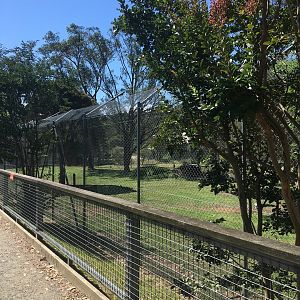 Spotted Hyena (formerly lion) exhibit