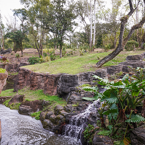 Jan. 2023 - Gorilla Falls Exploration Trail - Gorilla Bachelor Exhibit (Find 2 Gorillas)