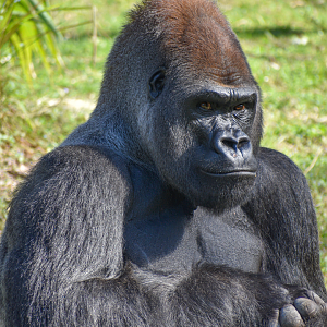 Jan. 2023 - Gorilla Falls Exploration Trail - Gorilla Portrait