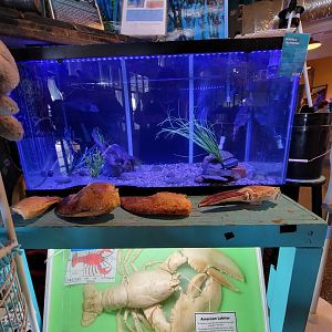 Save the Bay 7/22 - Buffalo trunkfish, Lactophrys trigonus