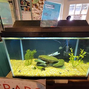 Save the Bay 7/22 - Buffalo trunkfish, Lactophrys trigonus