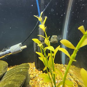 Save the Bay 7/22 - Buffalo trunkfish, Lactophrys trigonus