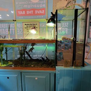 Save the Bay 7/22 - Pond turtles